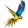 Charlie-&-Tiny-parrot-03