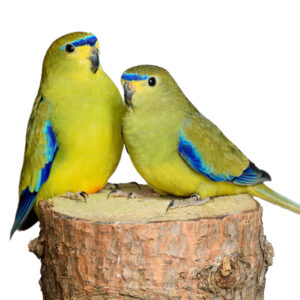 elegant-grass-parrot-01