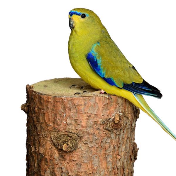 elegant-grass-parrot-02