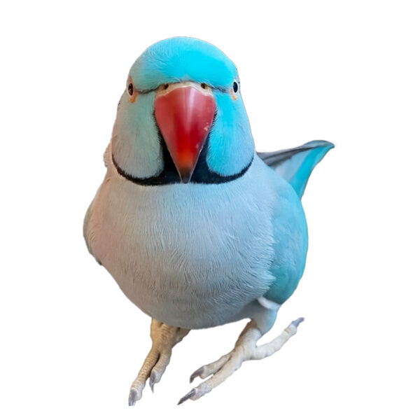 indian-ringneck-parrot-01
