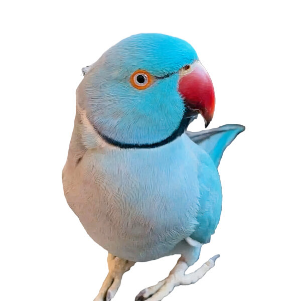 indian-ringneck-parrot-02