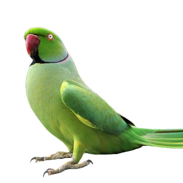 indian-ringneck-parrot-03