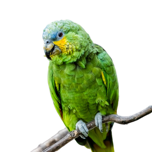Billy-Orange-Winged-Amazon-01