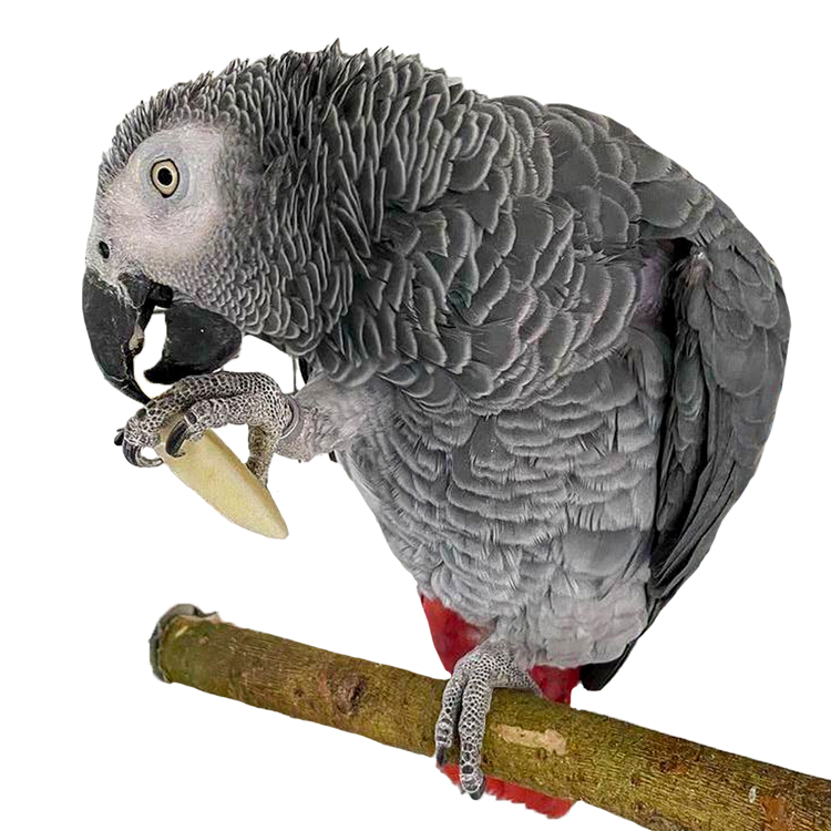 Willow-African-Grey-Parrot-01